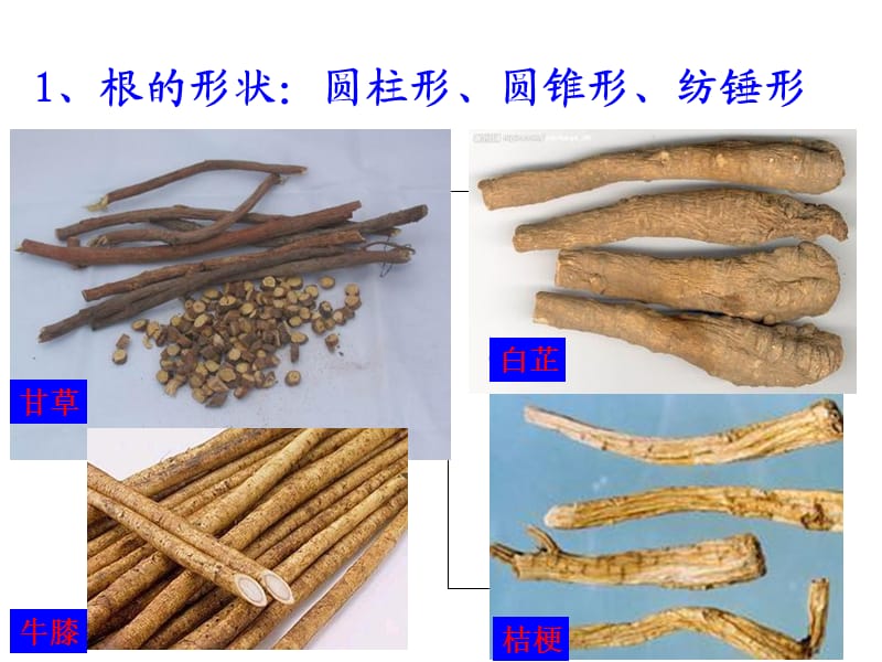 根及根茎类中药概述.ppt_第3页