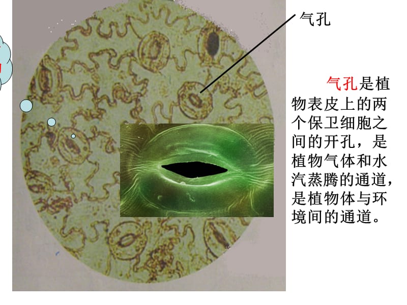 教科版科学六年级下册《用显微镜观察身边的生命世界》(二).ppt_第3页