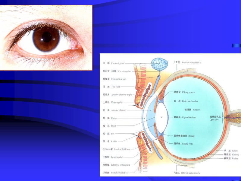 眼科解剖课件.ppt_第3页