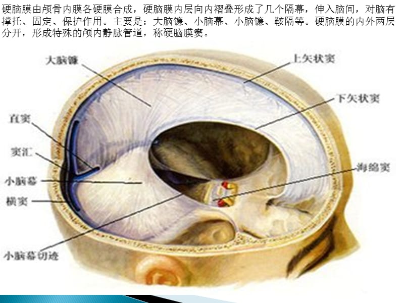 颅脑的解剖及颅脑.ppt_第3页