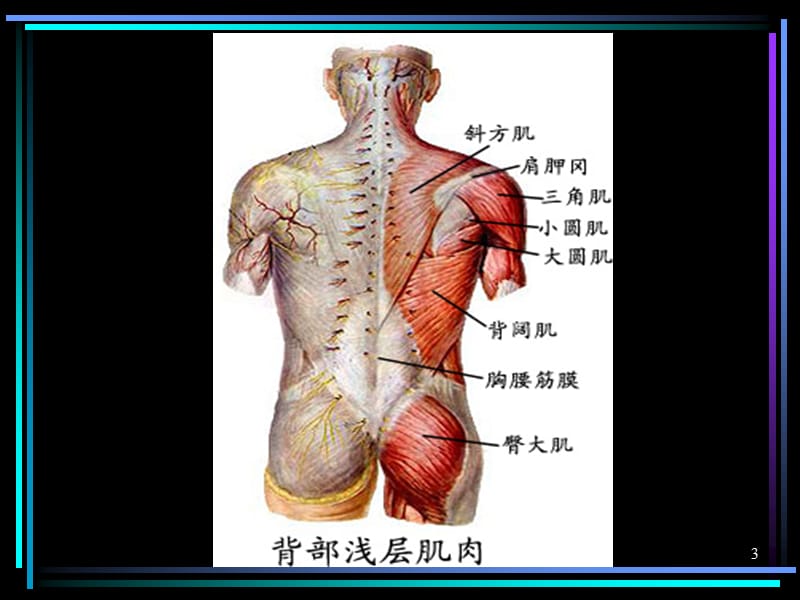 《运动上肢的肌肉》参考PPT.ppt_第3页