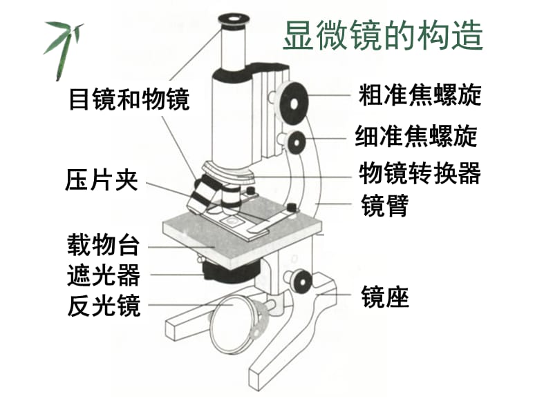 显微镜、洋葱表皮细胞、口腔上皮细胞.ppt_第1页