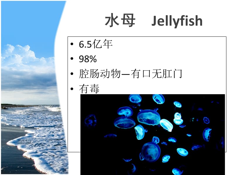 海洋生物科普知识--精品PPT模板.ppt_第3页