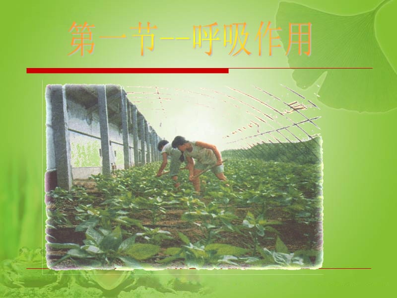 植物的呼吸作用及其利用.ppt_第1页