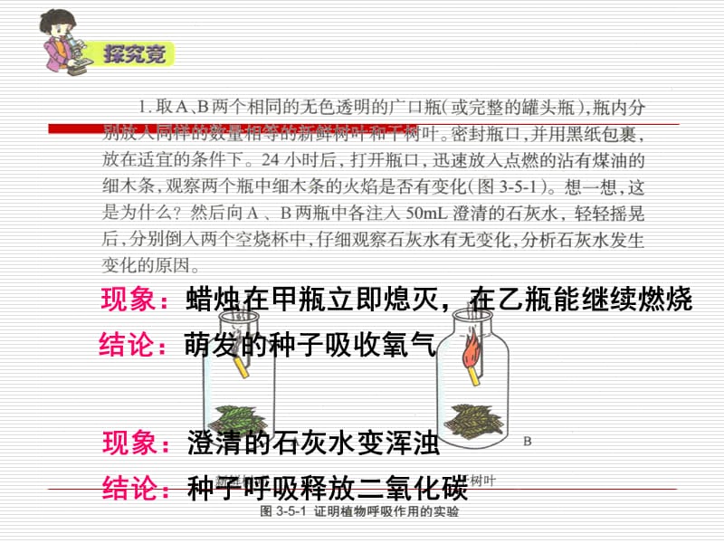 植物的呼吸作用及其利用.ppt_第3页