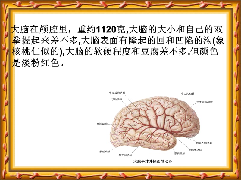 苏教版小学科学五年级下册《大脑》课件2 (1).ppt_第3页