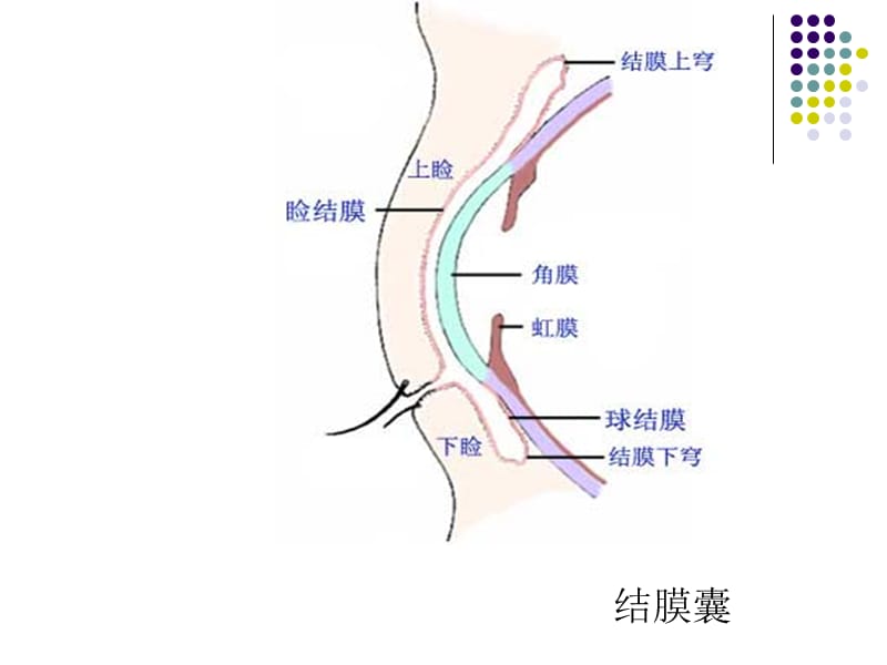 眼表解剖与生理.ppt_第3页