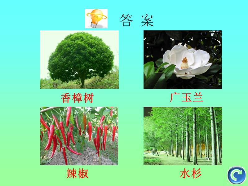 沪教版一年级上自然丰富多彩的植物——身边的植物.ppt_第3页