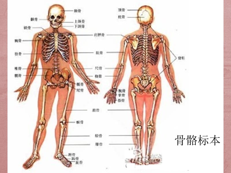 颈椎腰椎示意图.ppt_第2页