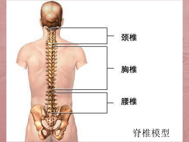 颈椎腰椎示意图.ppt_第3页