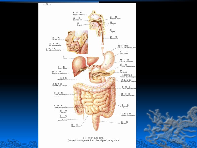 胃解剖及临床影像.ppt_第2页