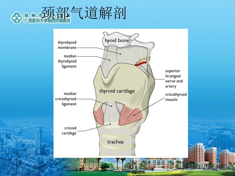 超声在气道管理中的应用.ppt_第2页