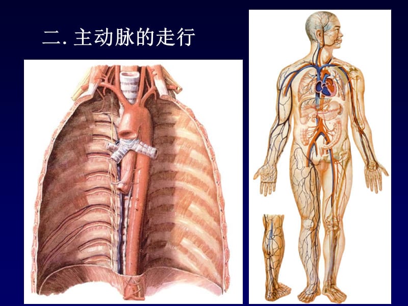 颈动脉窦PPT课件.ppt_第3页