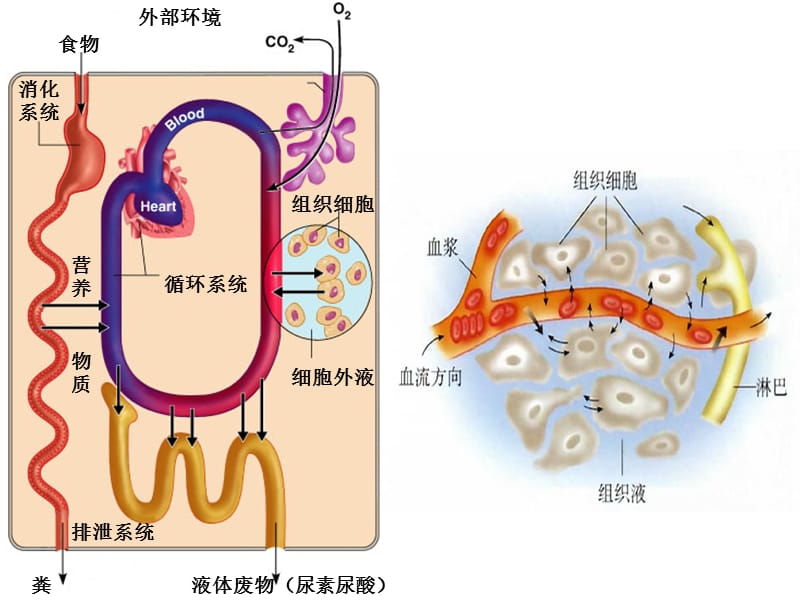 讲课——神经调节和激素调节的关系.ppt_第1页