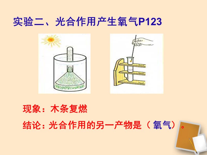 绿色植物与生物圈中的碳—氧平衡.ppt_第3页