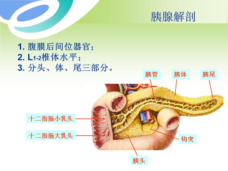 胰腺癌的影像诊断PPT课件.ppt_第2页