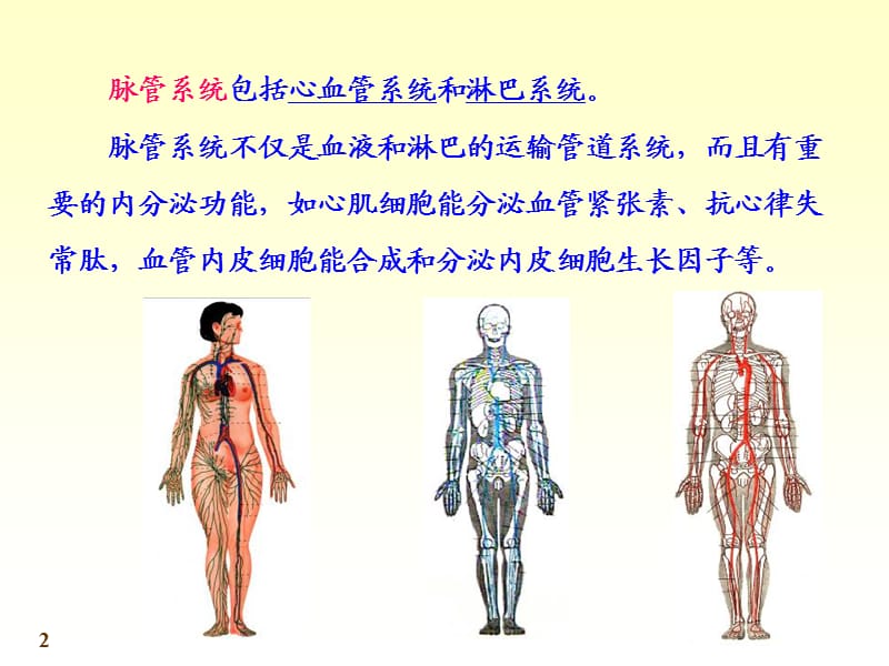 系统解剖学-心血管系统.ppt_第2页