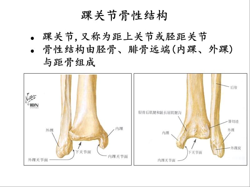 踝关节解剖基础.ppt_第3页