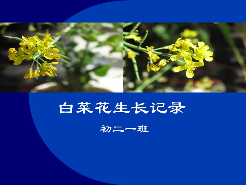 植物生长记录-白菜花篇(寒假).ppt_第1页