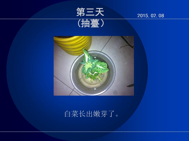 植物生长记录-白菜花篇(寒假).ppt_第3页