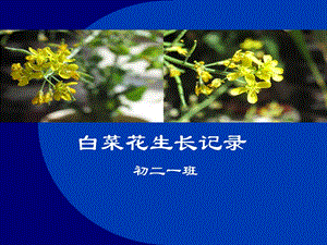 植物生长记录-白菜花篇(寒假).ppt