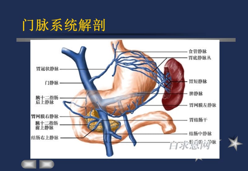 胃静脉曲张治疗.ppt_第3页