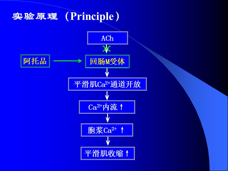 药物对离体豚鼠回肠的作用.ppt_第2页