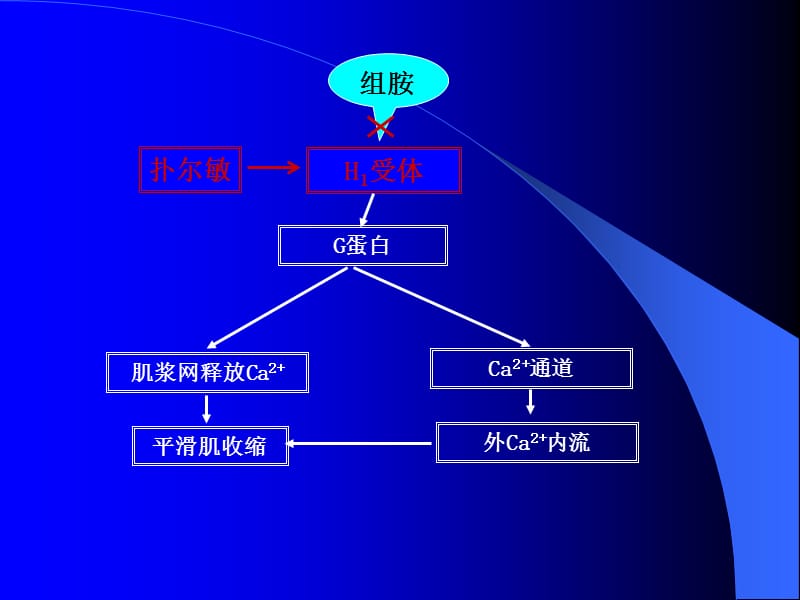 药物对离体豚鼠回肠的作用.ppt_第3页