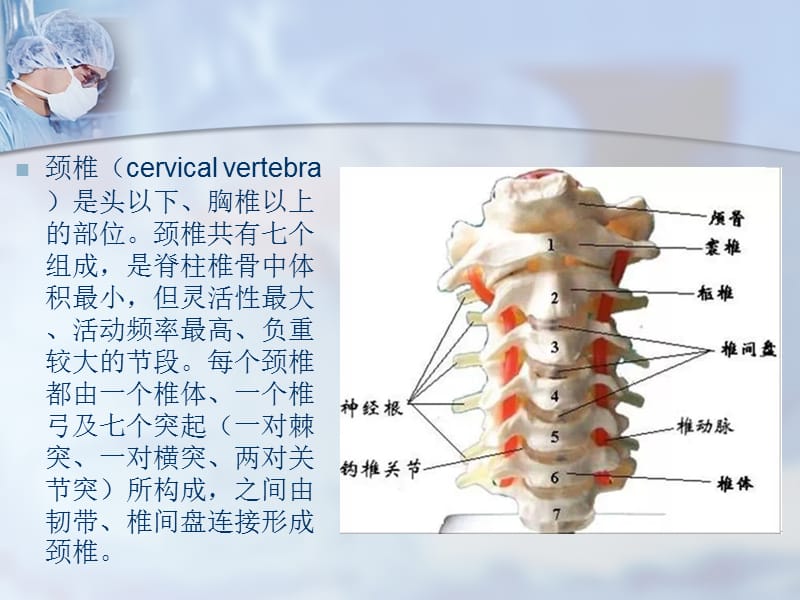 颈椎精细解剖PPT.ppt_第3页