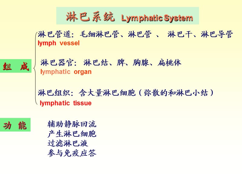 系统解剖学 11淋巴系统.ppt_第2页