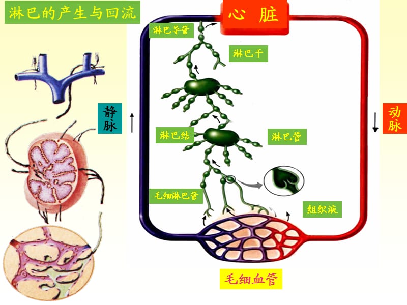 系统解剖学 11淋巴系统.ppt_第3页