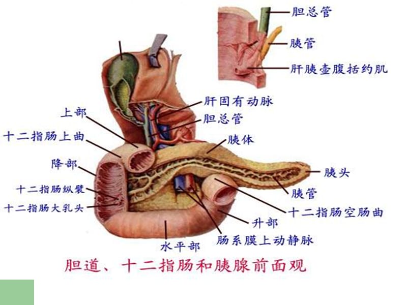 肠的解剖.ppt_第3页