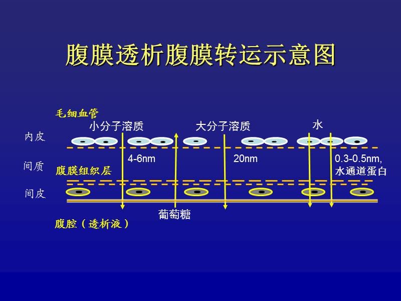 腹膜平衡试验.ppt_第2页