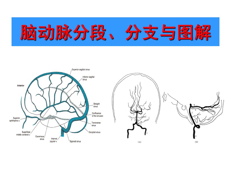 脑动脉分段、分支与图解(1).ppt_第1页