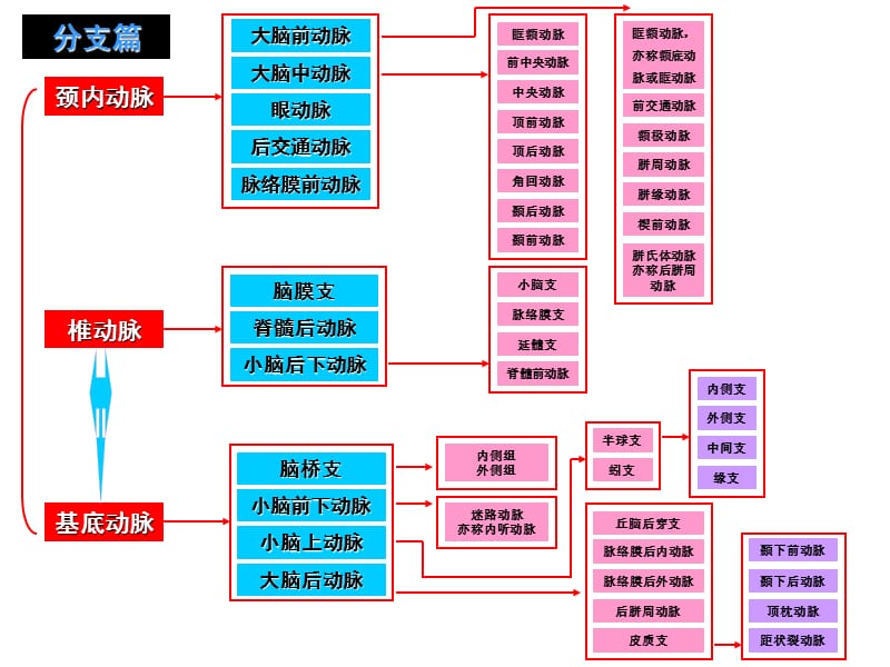 脑动脉分段、分支与图解(1).ppt_第3页