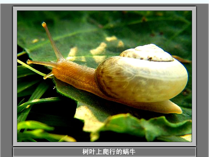 认识蜗牛.ppt_第3页