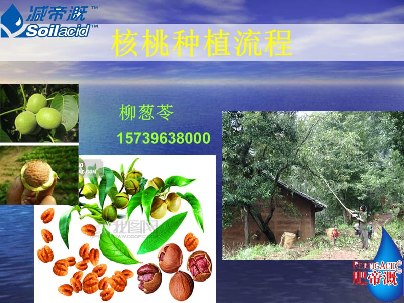 核桃种植流程.ppt_第1页