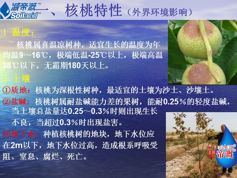 核桃种植流程.ppt_第2页