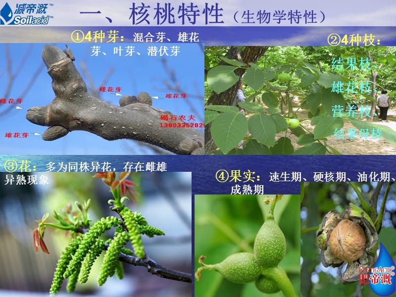 核桃种植流程.ppt_第3页