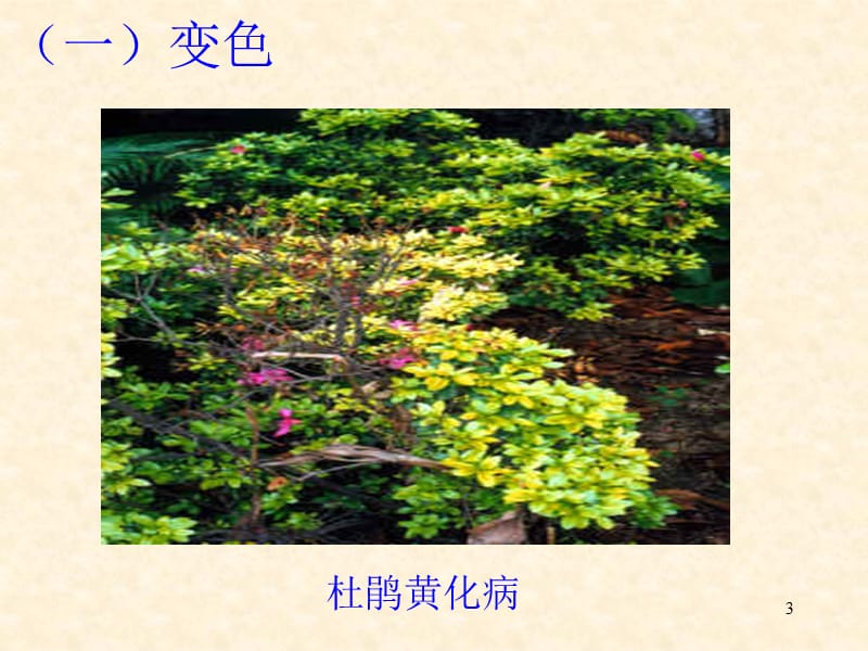 植物病害的症状观察参考PPT.ppt_第3页