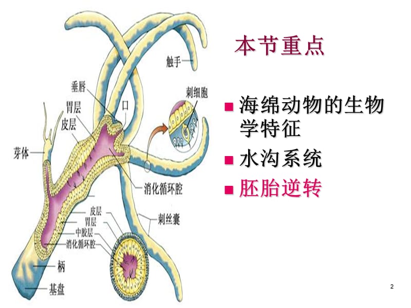 无脊椎动物类群二海绵动物门参考PPT.ppt_第2页