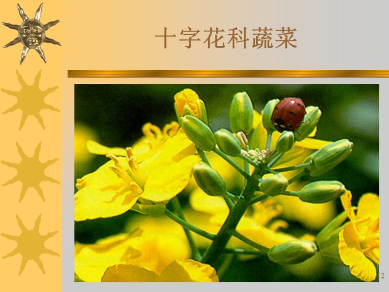 植物病理学-十字花科参考PPT.ppt_第2页