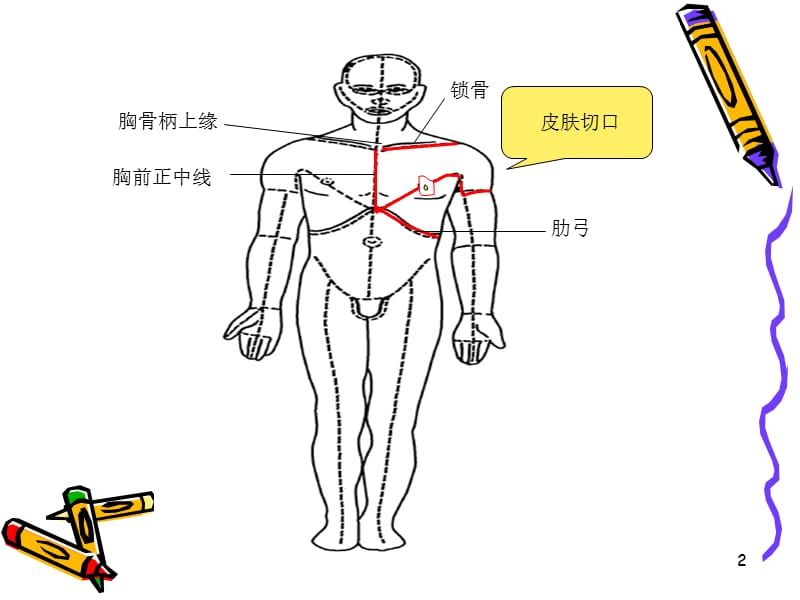 局解胸前区浅层解剖参考PPT.ppt_第2页