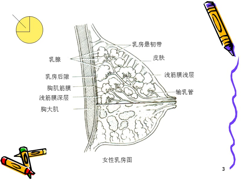 局解胸前区浅层解剖参考PPT.ppt_第3页