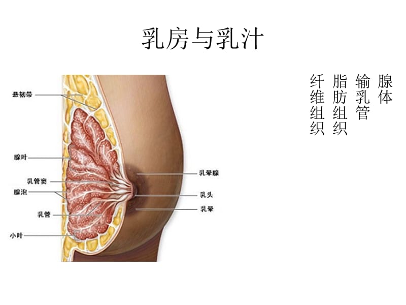 乳房结构.ppt_第1页