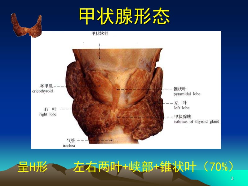 甲状腺解剖生理概要及临床意义参考PPT.ppt_第3页