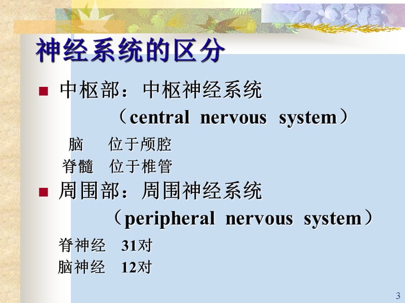 局部解剖学神经系统总论参考PPT.ppt_第3页