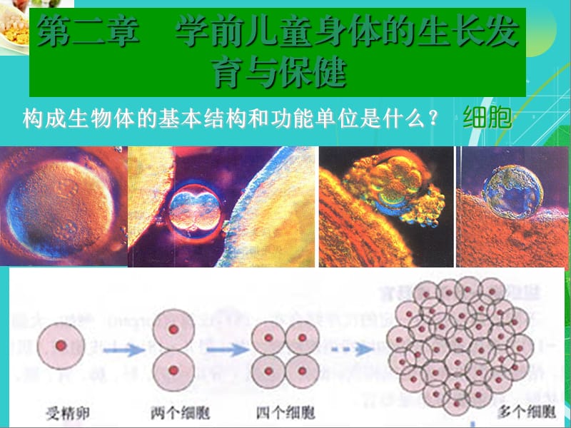 学前儿童身体的生长发育与保健.ppt_第3页