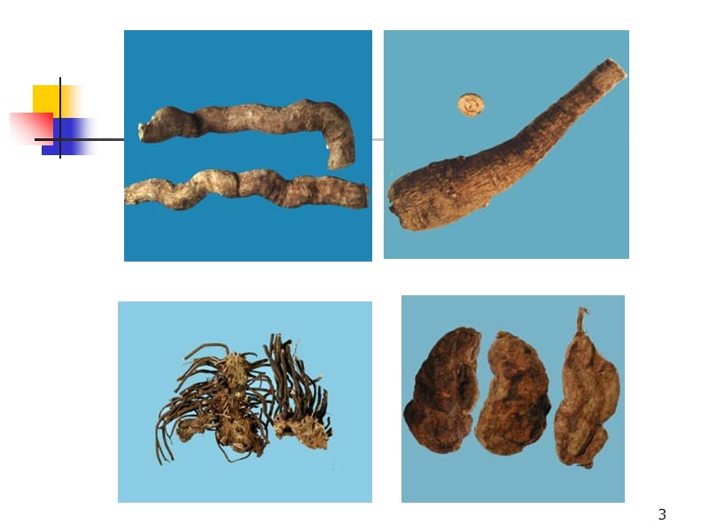 植物药类第五章根及根茎类中药参考PPT.ppt_第3页