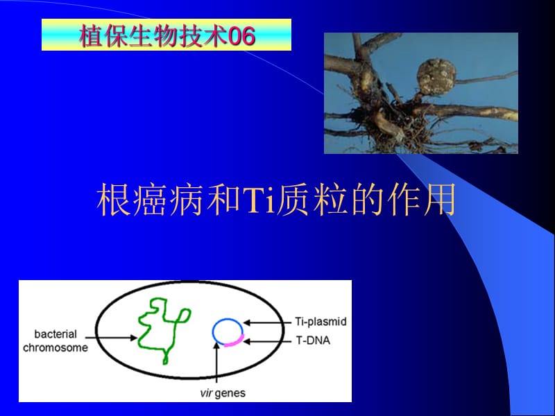 Ti质粒的作用.ppt_第1页